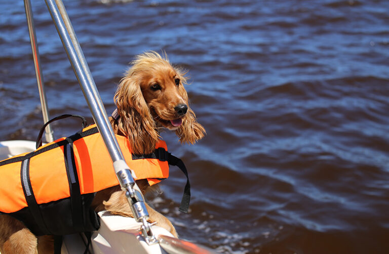 Best Dog Life Jacket Reviews 2023 Complete Buyer’s Guide