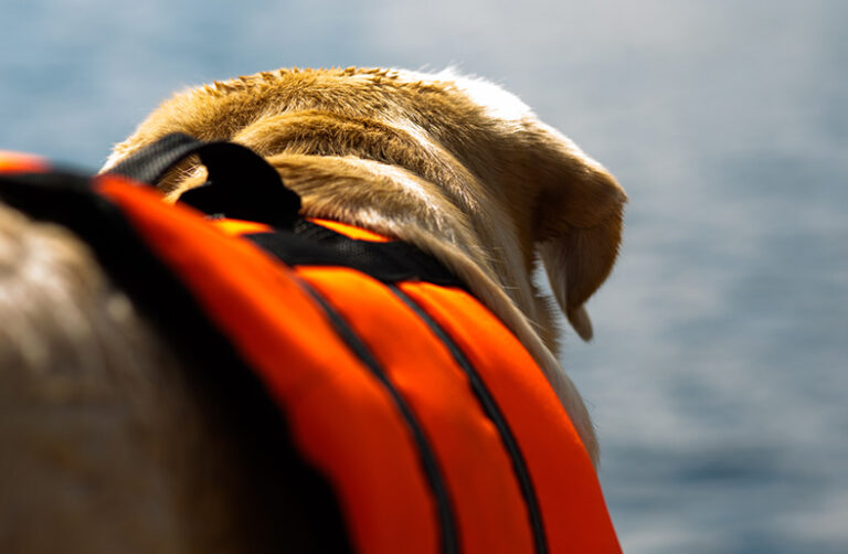 Best Dog Life Jacket Reviews 2023 Complete Buyer’s Guide