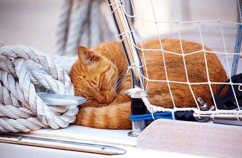 Sailing with Cats